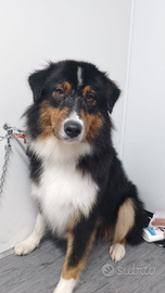 Cuccioli pastore australiano