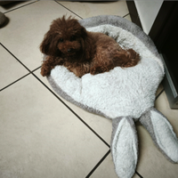 Barboncino mini per accoppiamento