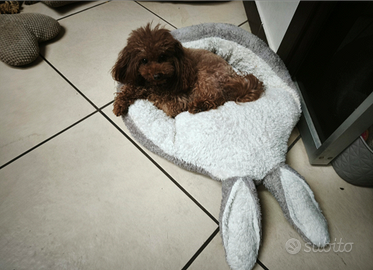 Barboncino mini per accoppiamento