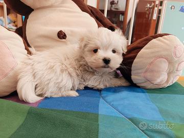 Maschietto, genitori maltese pedigree ENCI