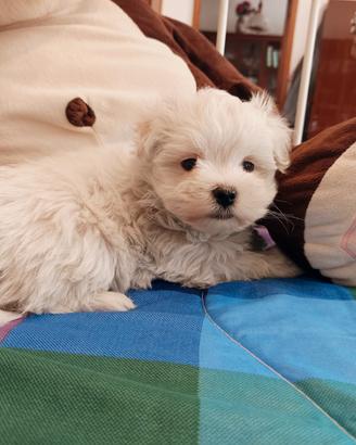 Maschietto, genitori maltese pedigree ENCI