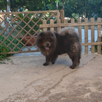 Femmina per accoppiamento