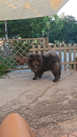 Femmina per accoppiamento