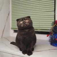 Gatto di razza color cioccolato