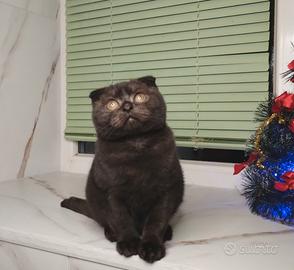 Gatto di razza color cioccolato