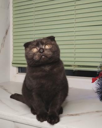 Gatto di razza color cioccolato