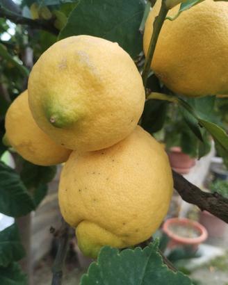 sapori