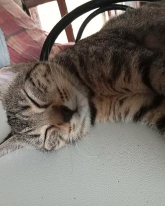 Gattina cucciola