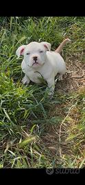 American bully