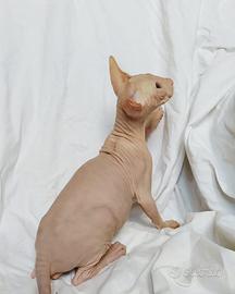 Gatti sphynx e loro incroci