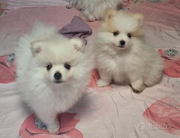Pomerania