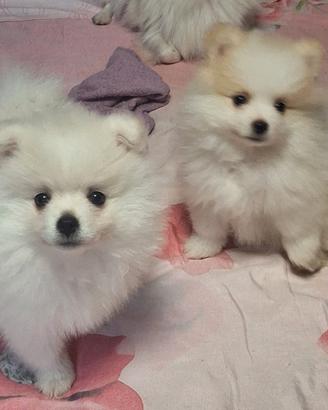 Pomerania