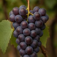 vino rosso fragolino