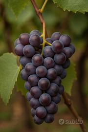 vino rosso fragolino