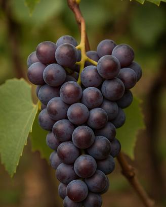 vino rosso fragolino