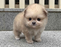 cucciolo-di-spitz