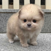 Cucciolo di spitz