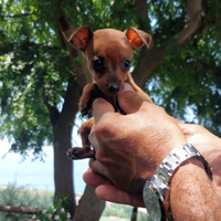 Disponibili Pinscher toy