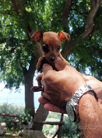 Disponibili Pinscher toy