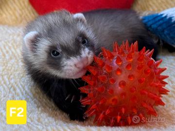 Cuccioli di furetto