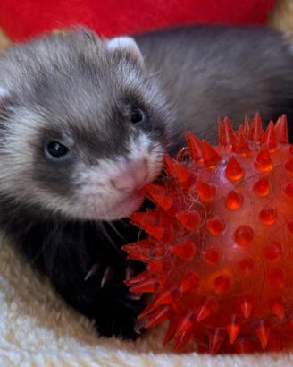 Cuccioli di furetto
