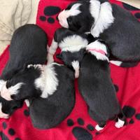 Border collie alta genealogia