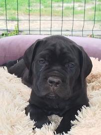 Cane corso cuccioli
