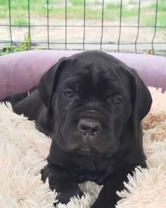 Cane corso cuccioli