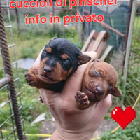 Cuccioli di pinscher toy