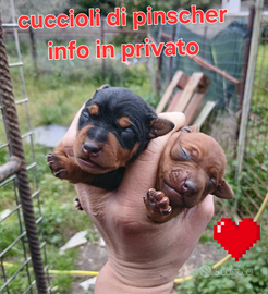 Cuccioli di pinscher toy