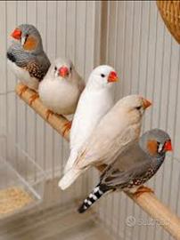 Bengalini