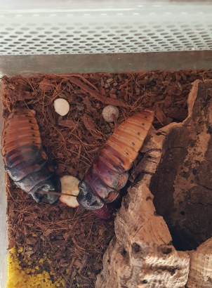 Gromphadorhina portentosa