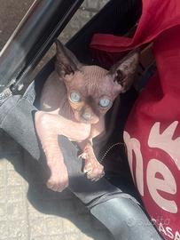 Sphynx