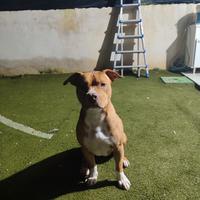 American pit bull disponibile per monta