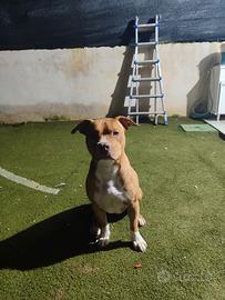 American pit bull disponibile per monta