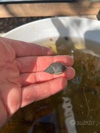 Lumache d'acqua dolce