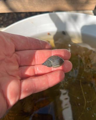 Lumache d'acqua dolce