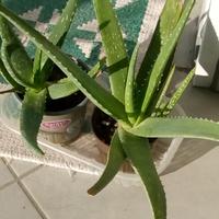 Piante Aloe vera