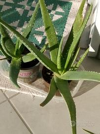 Piante Aloe vera