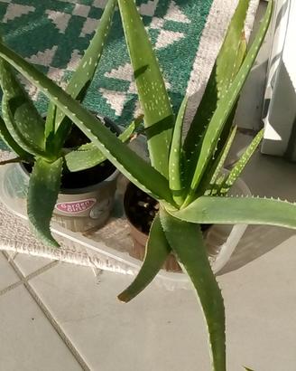 Piante Aloe vera