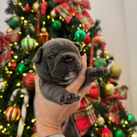 Bulldog francese maschio