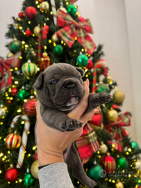 Bulldog francese maschio