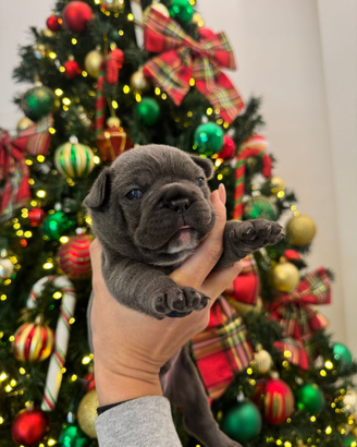 Bulldog francese maschio