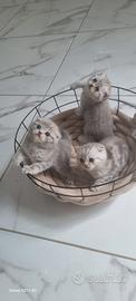 Scottish fold