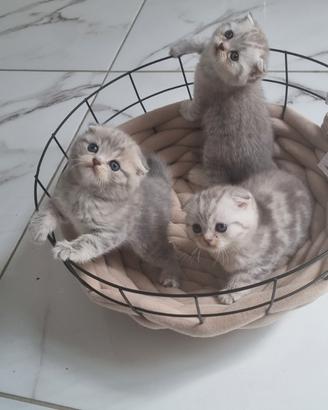 Scottish fold