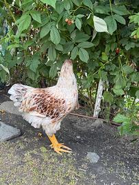 Wyandotte orlate Splash