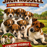 Cuccioli jack russel