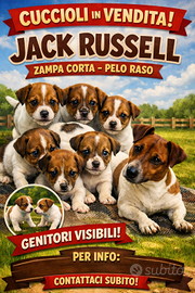 Cuccioli jack russel