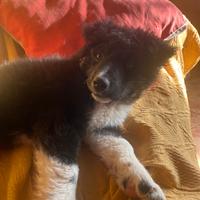Cucciola border collie incrocio