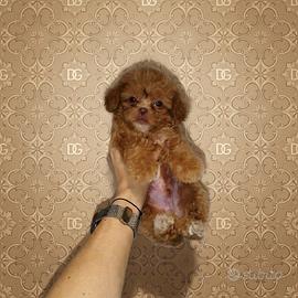 Maltipoo coreano mini Toy choco red